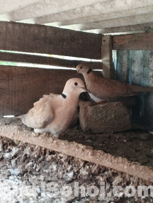 ঘুঘু পাখি